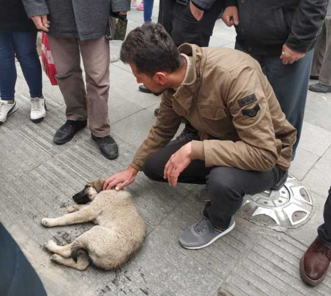Başkan Yaralı Köpeğe Makam aracını tahsis etti