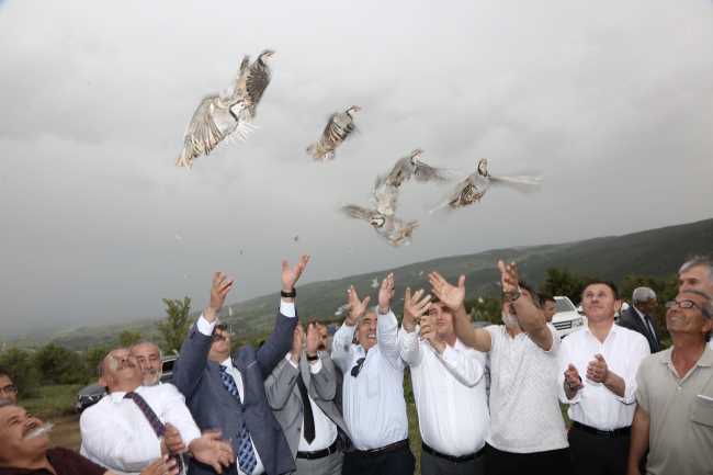 Çorum'da 1000 tane kınalı Keklik salındı