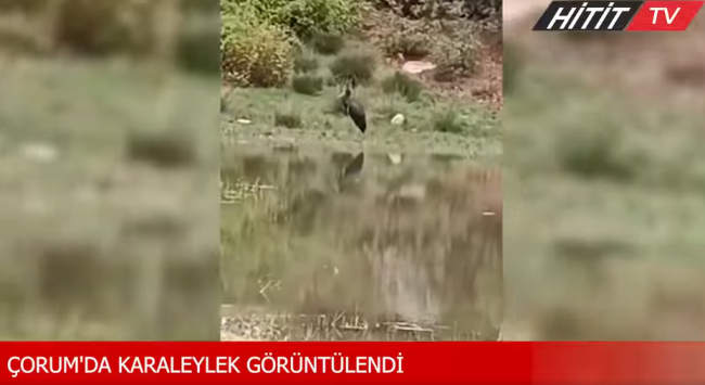 Çorum'da Kara Leylek Görüntülendi