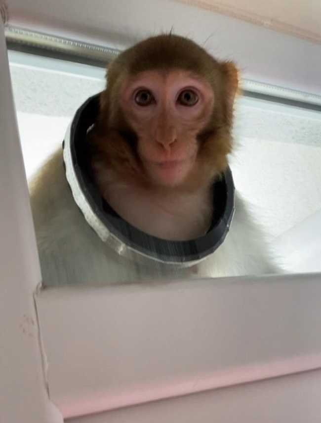 Çorum'da Maymunla Karşılaşan Kadın O Anları Anlattı!