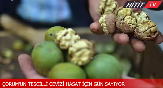 Çorum'un Oğuzlar ilçesi, hasada hazırlanıyor