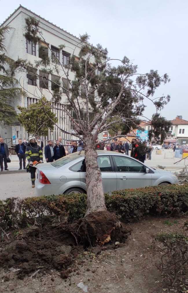 Kuvvetli Rüzgar Çorum'da ağacı Kökünden Söktü