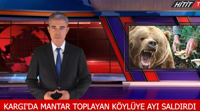 Mantar Toplarken Ayının Saldırısına Uğradı