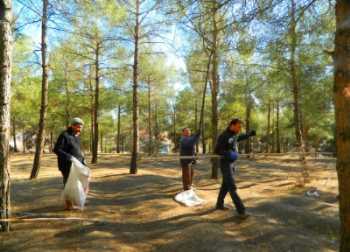  "Çamkese Böceği" zararlısıyla mücadele programına başladı