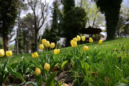 160 bin lale ve sümbül toprakla buluşuyor