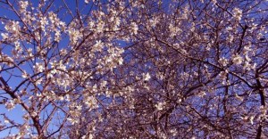 BAHAR SALI GÜNÜ GELİYOR