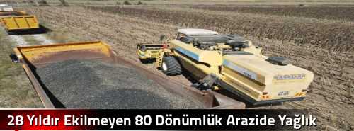 28 Yıldır Ekilmeyen 80 Dönümlük Arazide Yağlık Ayçiçeği  Hasadı Başladı