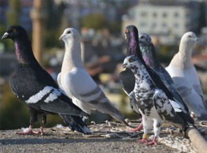 Çorum Donlusu Güvercinler 50 Tl’ye Satılıyor