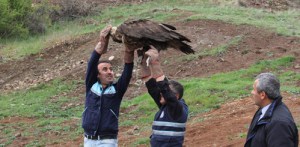 Aç kaldığı için Bitkin düşen Kara Akbaba serbest