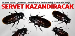 Hamam böceği servet kazandıracak