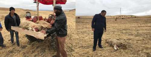 Aç kalan Kurtlar Koyunlara saldırdı