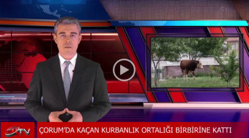 Ahırdan kaçan kurbanlık  ortalığı birbirine kattı!