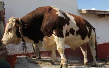 ALACA'NIN ÜNLÜ BOĞASI 65 BİN TL’YE SATILDI