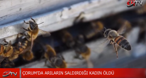 Arıların soktuğu kadın hayatını kaybetti!