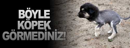 Aslan görünümlü köpek yavrusu