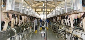 SÜN GÜNÜNDE Süt üreticilerine müjde