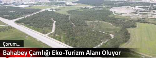 Bahabey Çamlığı Eko-Turizm Alanı Oluyor