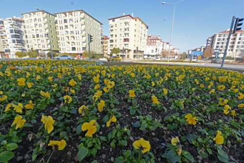 Belediye, 1 milyon çiçek dikiyor