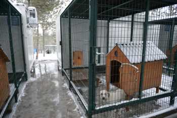 Belediye’ den sokak hayvanlarına sıcak yuva