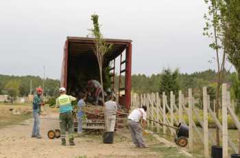 Belediye 118 bin metrekarelik alanı ağaçlandırıyor