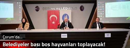 Belediyeler başı boş hayvanları toplayacak!