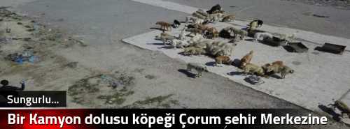 Bir Kamyon dolusu köpeği Çorum şehir Merkezine bıraktı