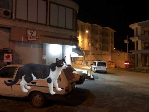 Bir Kedi Çarşıyı Ayağa Kaldırdı