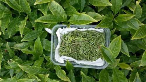 BU ÇAY TAVŞAN KANI DEĞİL KİLOSU 4 BİN 500 LİRA