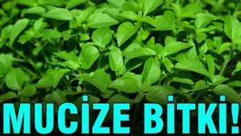 BU MUCİZE BİTKİYİ YEMEKLERİNİZE DOĞRAYIN