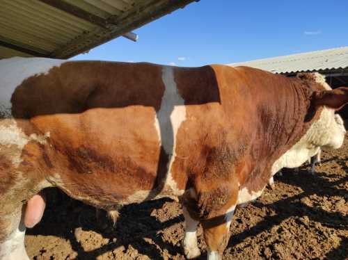 Bu senede Türkiye'nin en büyük kurbanlığı Çorum'dan!