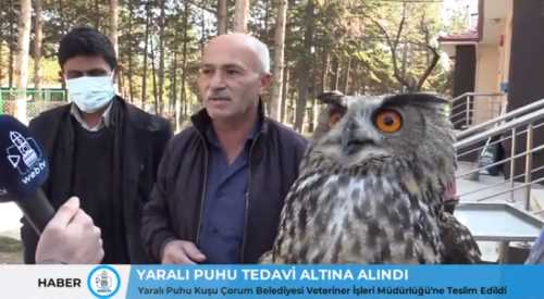 Bulunan puhu kuşu tedavi altına alındı