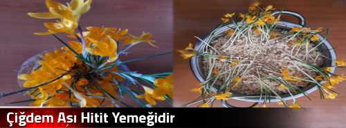 Çiğdem Aşı  Hitit Yemeğidir