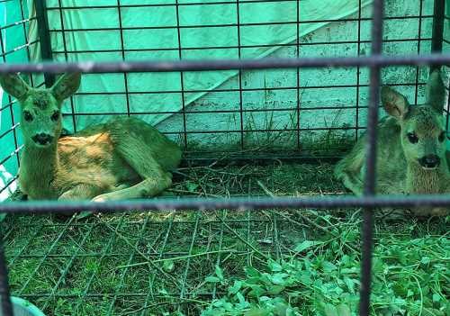 Çocuklar Yavru Karacaları çok sevdiler!