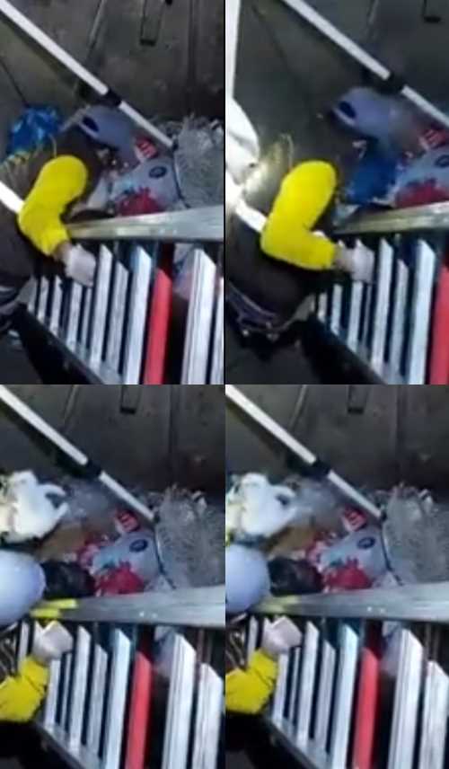 Çöp konteynerine sıkışan kedi böyle kurtarıldı!