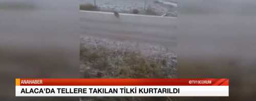 Çorum Alaca'da  Tilkiyi İşçiler kurtardı 