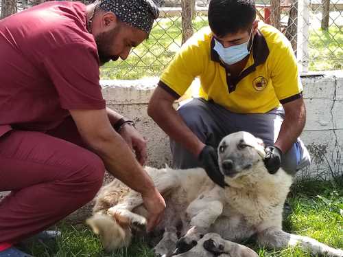 Çorum Belediyesi 8 Canı böyle kurtardı!