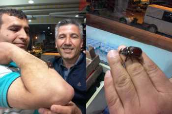 ÇORUM’DA ‘GERGEDAN BÖCEĞİ’ BULUNDU