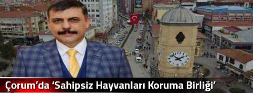 Çorum’da ‘Sahipsiz Hayvanları Koruma Birliği’ kuruluyor