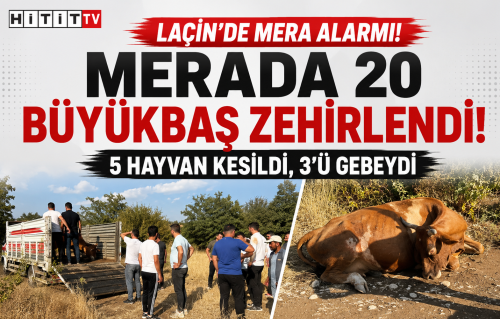 Çorum’da 20 Büyükbaş Hayvan Zehirlendi: 5’i Kesime Gönderildi