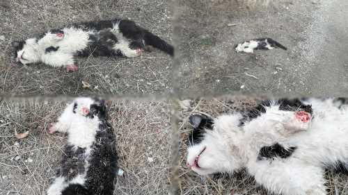 Çorum’da 4 ayağı kesilmiş kedi bulundu  