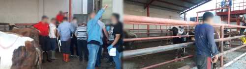 Çorum'da acemi kasaplar bu bayramda yine iş başında!