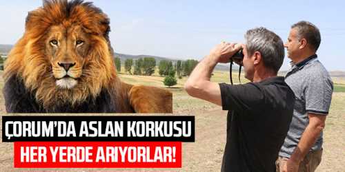 Çorum’da aslan görülme ihtimali sıfır hatta eksi