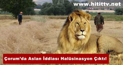 Çorum’da Aslan İddiası Halüsinasyon Çıktı!