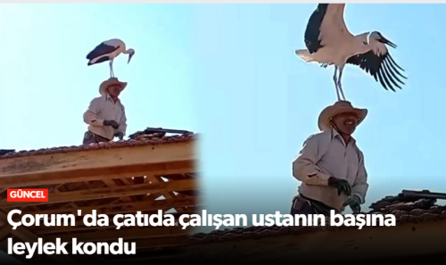 Çorum'da çatıda çalışan ustanın başına leylek kondu!