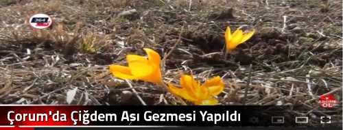 Çorum'da Çiğdem Aşı Gezmesi Yapıldı