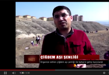 ÇORUM'DA ÇİĞDEM AŞI ŞENLİĞİ