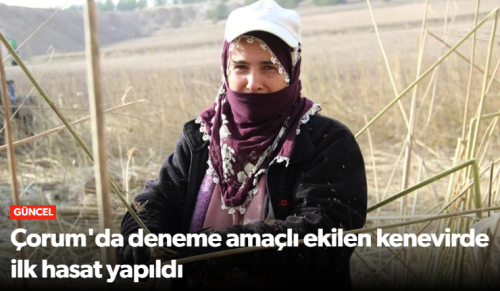 Çorum’da Deneme Amaçlı Ekilen Kenevirin Hasadı Yapıldı