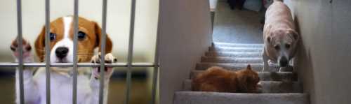 Çorum'da her canlı  değerlidir