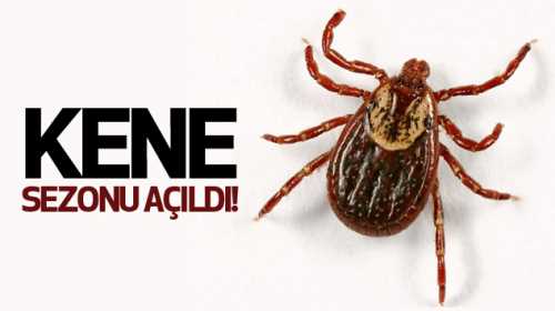 Çorum'da Kene vakalarında sezon açıldı