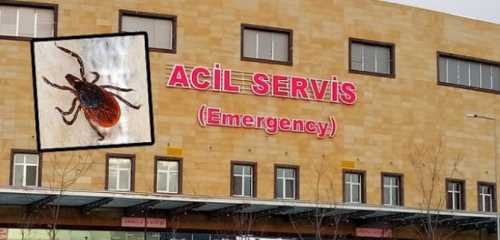 Çorum'da Keneden bir ölüm daha!